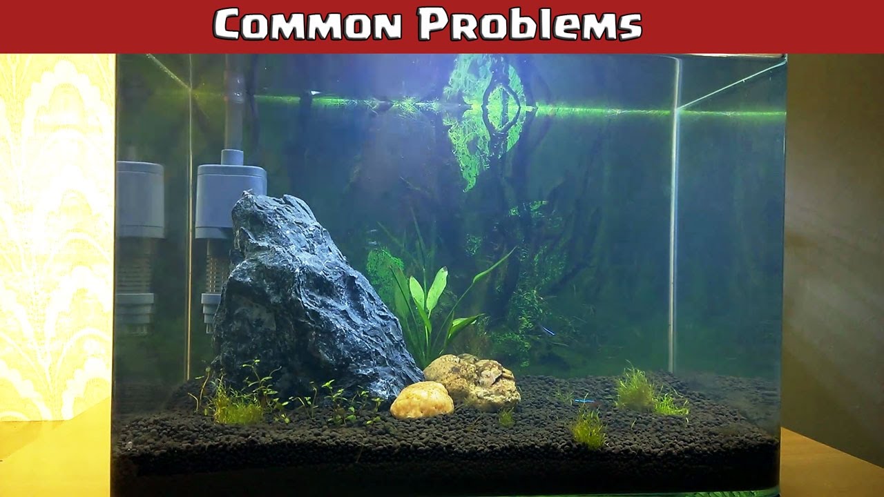 Common Planted Aquarium Problems Discussion