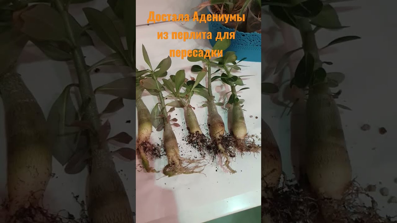 Годовалые адениумы. формирование каудекса