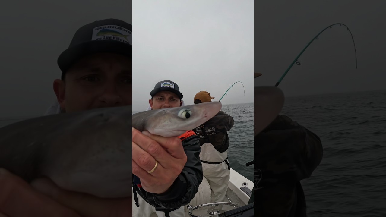 The MOST Annoying SHARK #dogfish #fishing #saltwater #neverstopfishing #fish #fishinglife #sharks