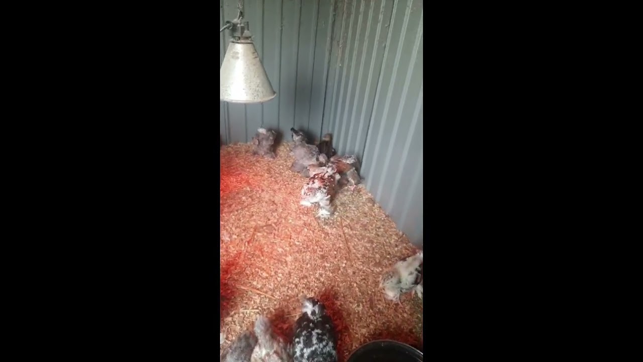 BILAN de la REPRODUCTION chez les oies / faisan et perdrix 😍