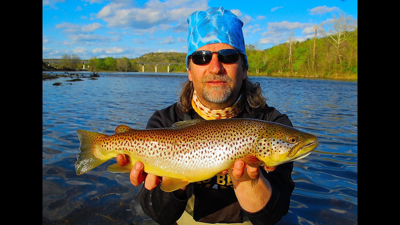 White River Arkansas Brown Trout 2016