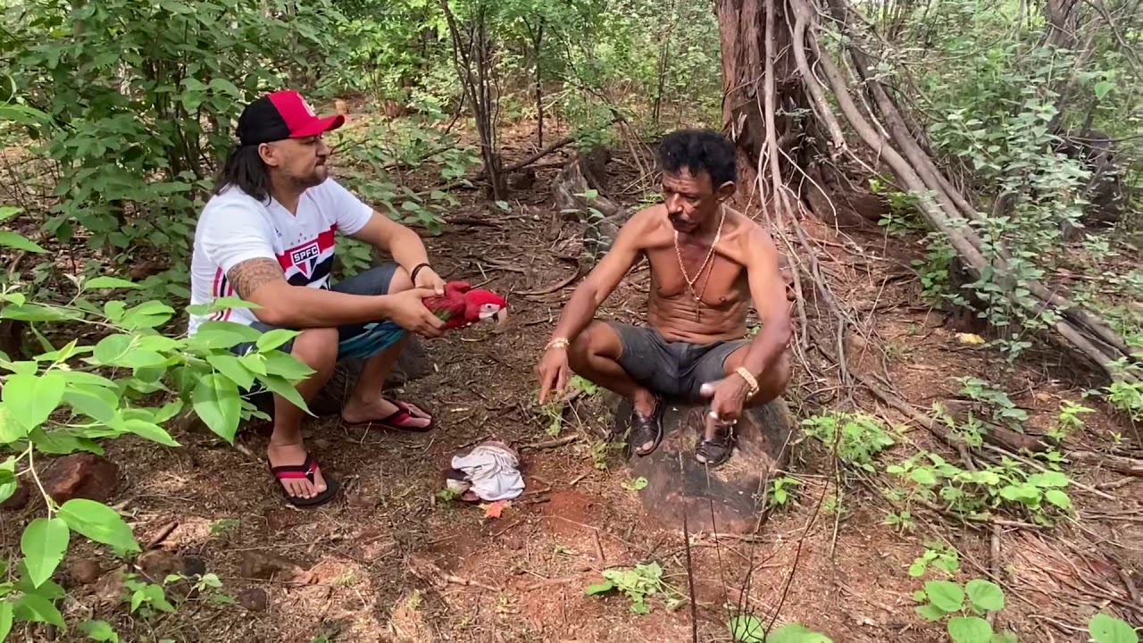 CHARLLES E TIRINGA RESGATANDO ARARA NAS ALTURAS | COMÉDIA SELVAGEM ®