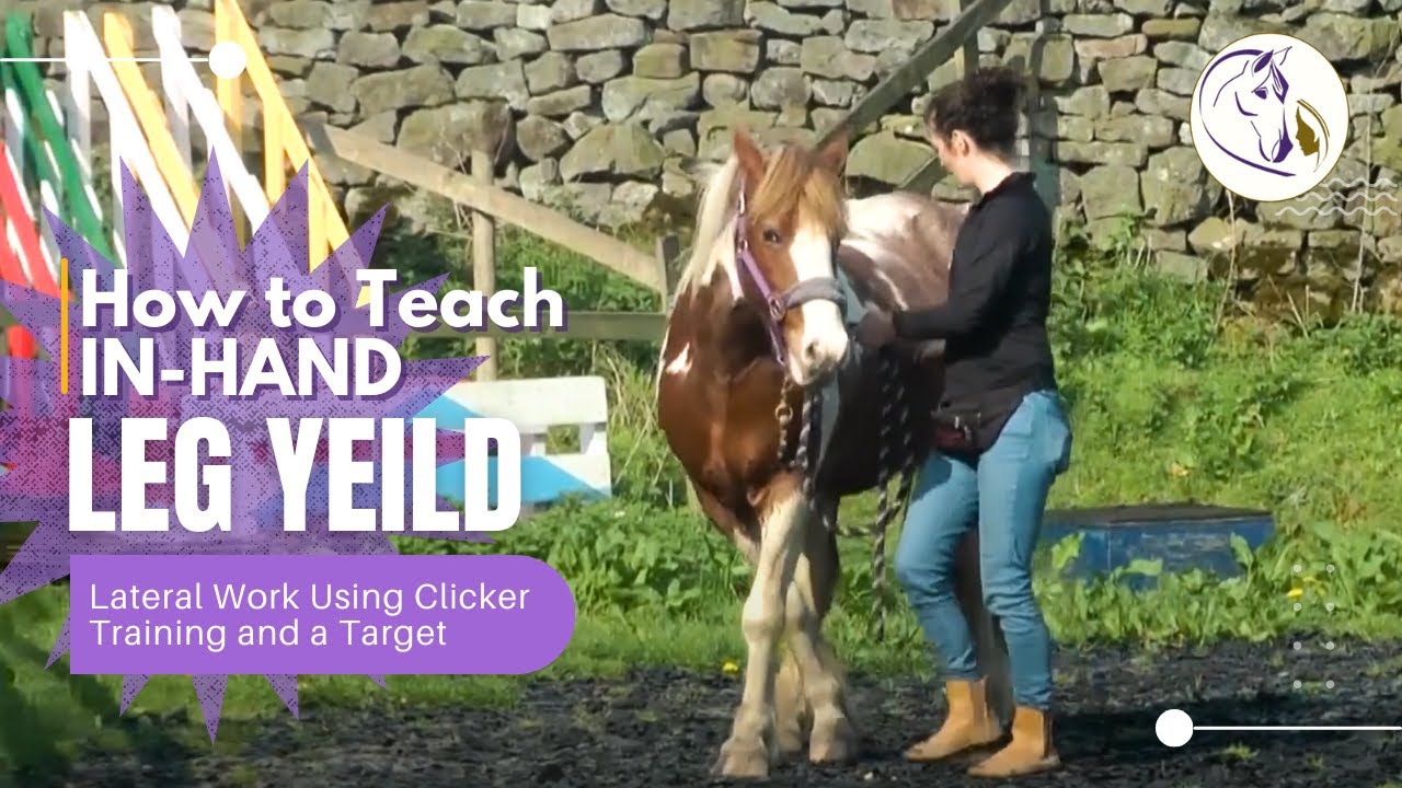 Leg Yield: How to Teach In-hand Lateral Work Using Clicker Training and a Target