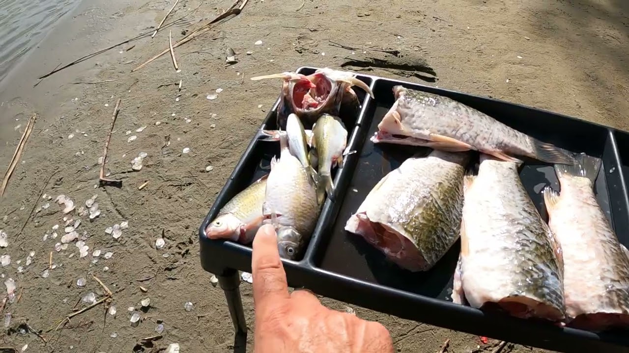 Кубанские карасики .
