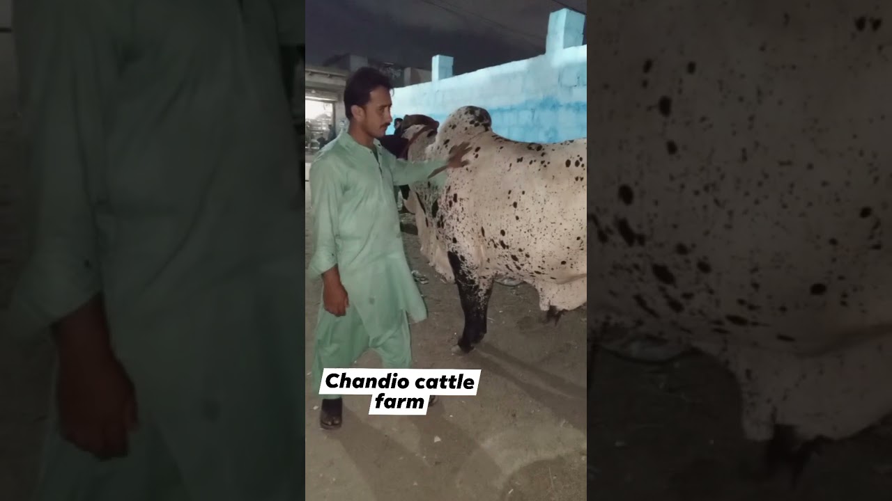 sindhi goth mandi