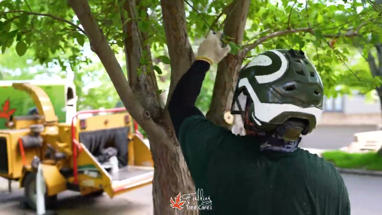 Expert Tree Pruning Services in Denver | Healthy Trees, Safe Properties