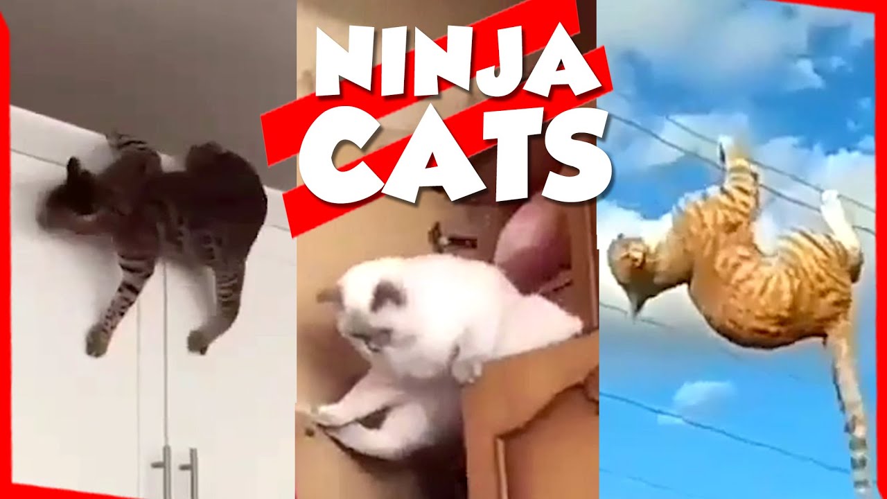 Acrobatic and Ninja Cats | This is Cat