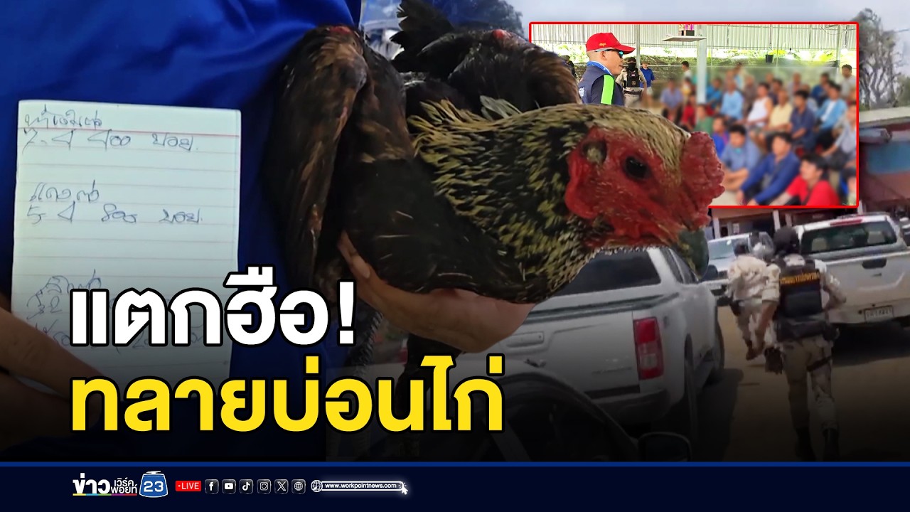 แตกฮือ! ทลายบ่อนไก่ รวบนักพนัน l ตลาดข่าว - ข่าวเช้าเวิร์คพอยท์ l 17 มี.ค.69