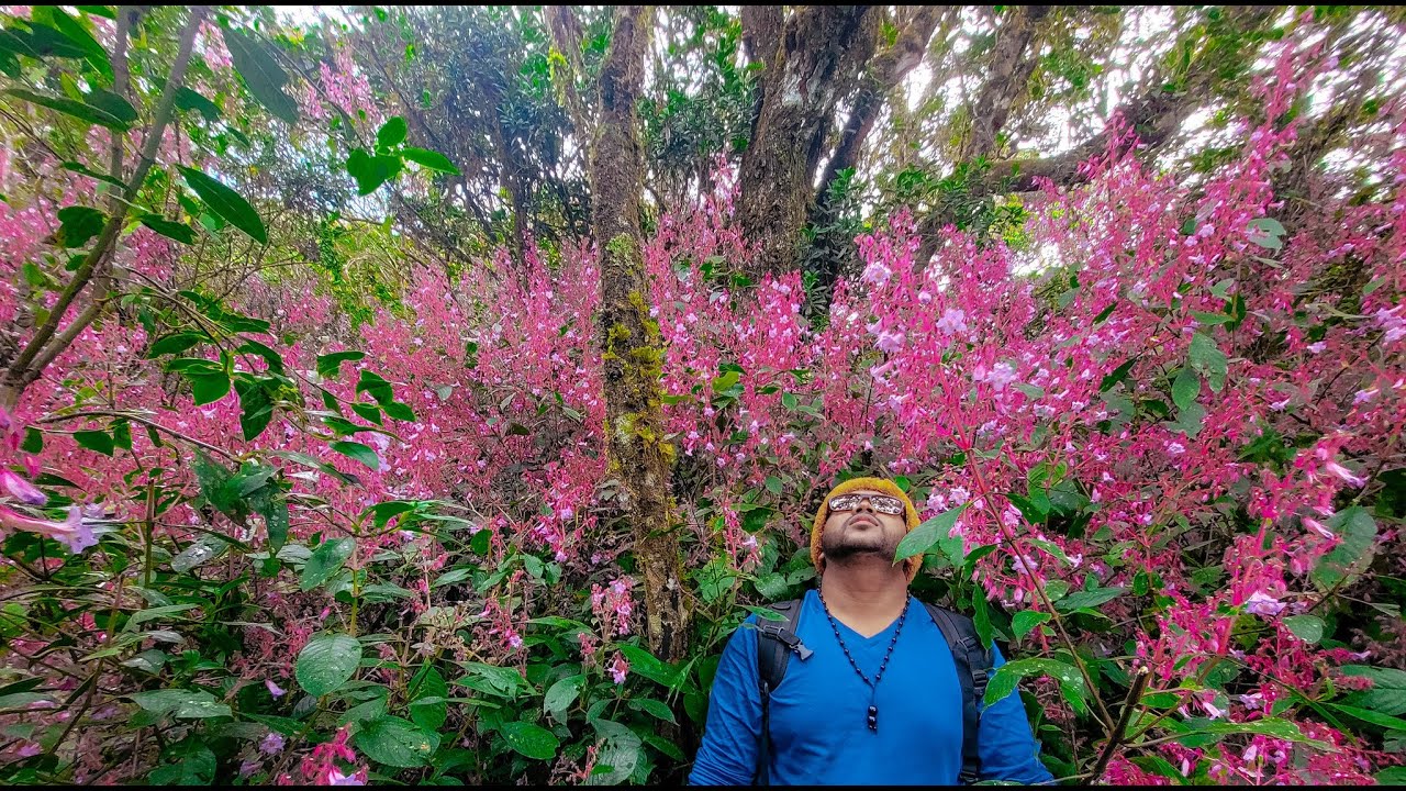 🌷 අවුරුදු 12 කට වරක් පිපෙන නෙලු මල් බලන්න ගිහින් අපිට උන දේ ! 🌷 යකාගේ පඩිපෙලට ගේට්ටුවක් ? 💀