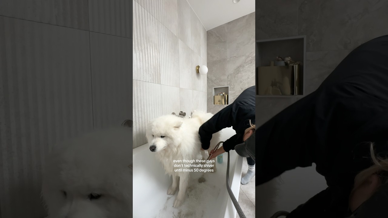 We're a high maintenance household #doggrooming #storytime #samoyed #adayinthelife #dogmom