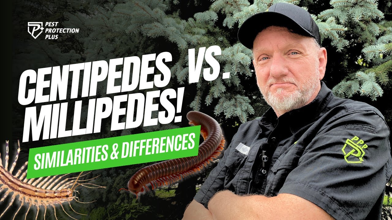 Centipedes VS. Millipedes!
