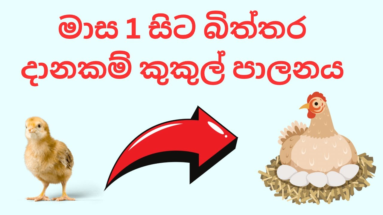 මාස එකේ සිට බිත්තර දානකම් කුකුල් පාලනය කරන හරිම විදිහ👈🏻👈🏻