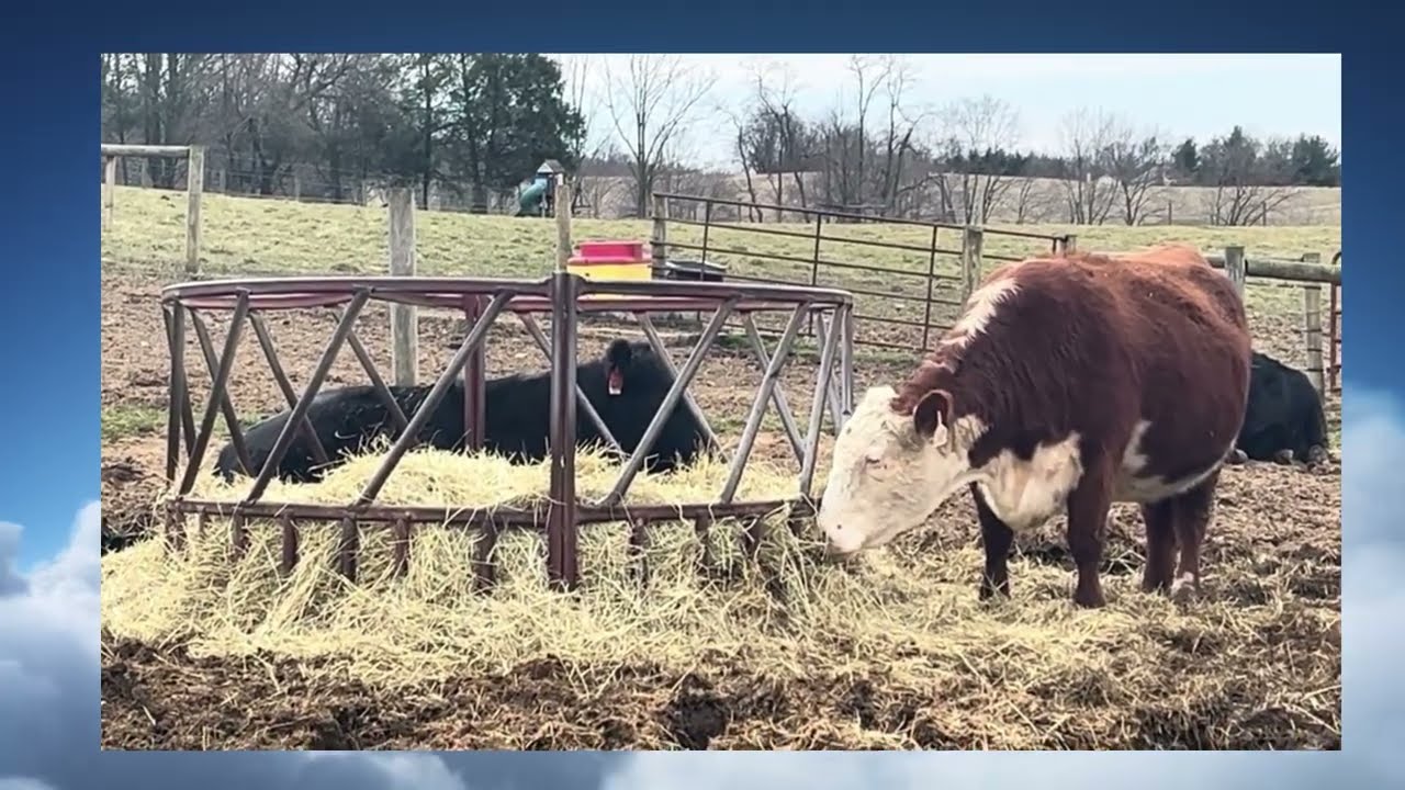 Heritage Herefords