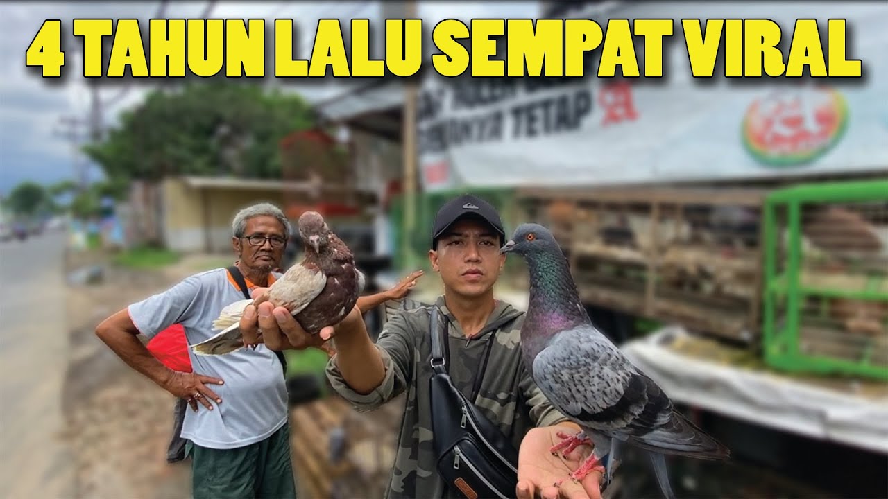KETEMU PENJUAL MERPATI PINGGIR JALAN