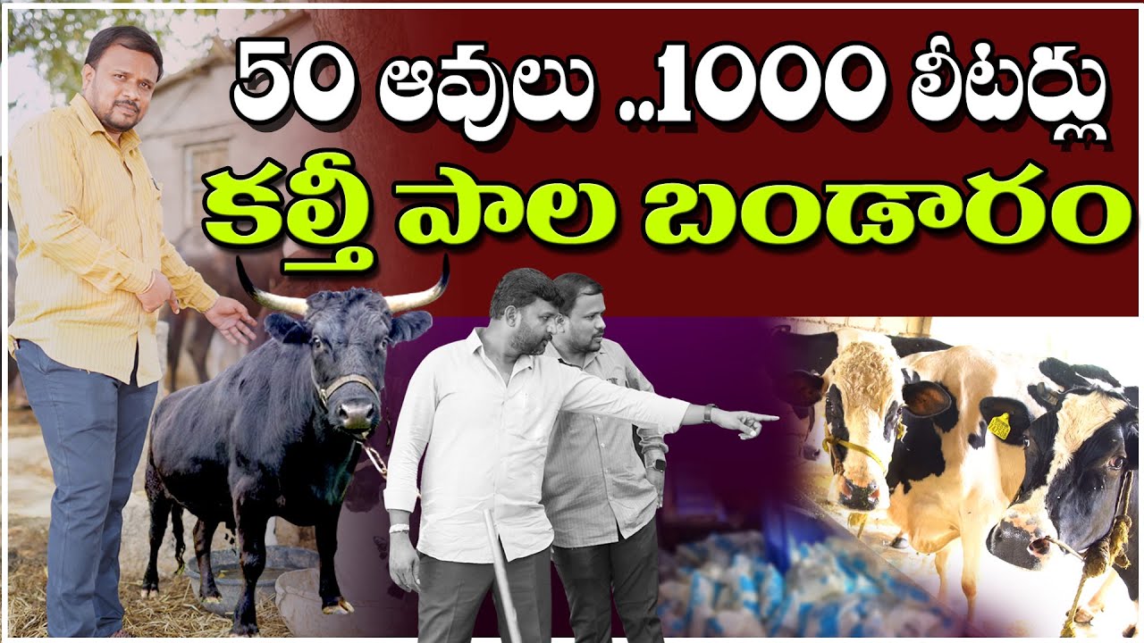 MILK FARMING BUSINESS TELUGU || 50 COWS 1000 LITERS OF MILK || Dairy Farming Benefits||   @KEYLIFE1