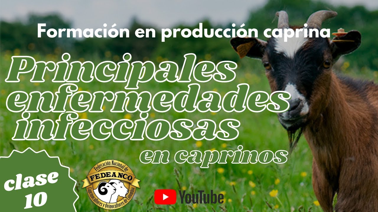 ENFERMEDADES PRINCIPALES EN CAPRINOS - INFECCIOSAS