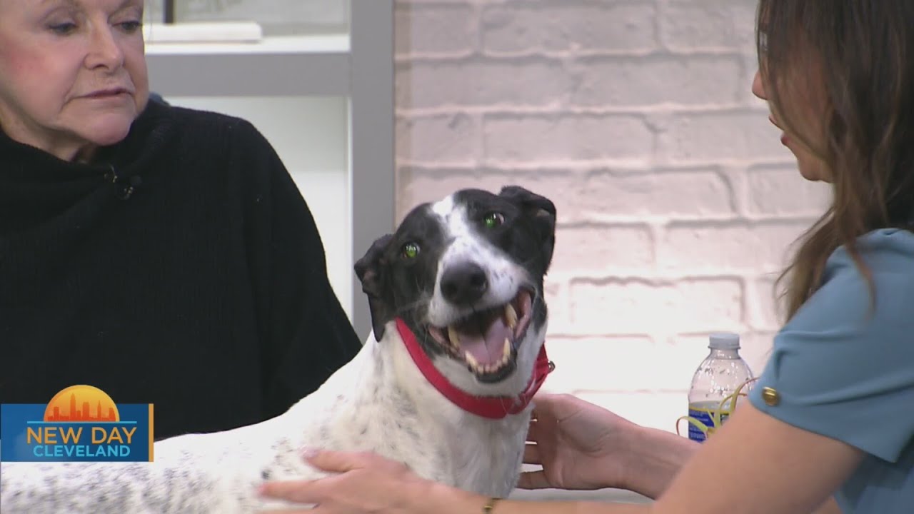 New Day Cleveland: Greyhound Adoption of Ohio