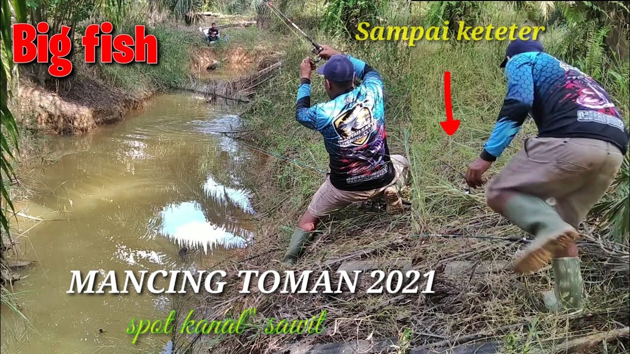SAMPAI KEWALAHAN !!! PESTA STRIKE TOMAN bersama PUTRA TAMBUSAI