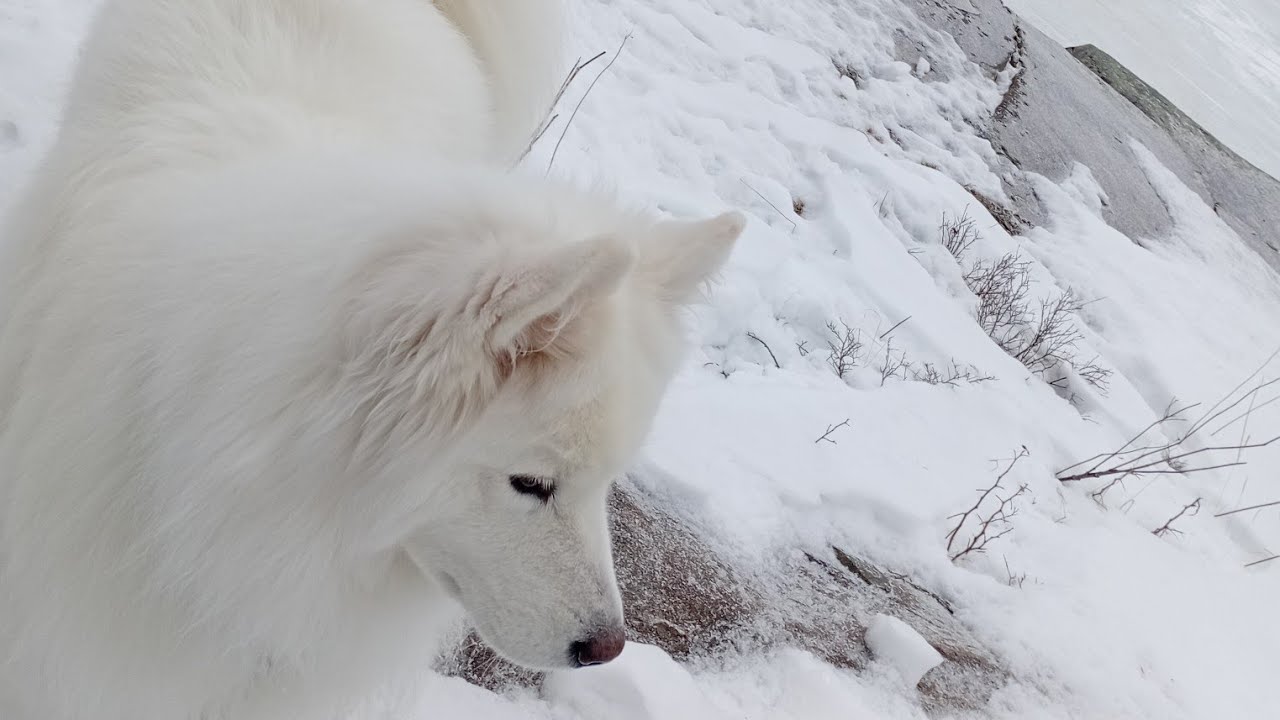 *SAMOYED EXTREME WINTER MOUNTAIN HIKE*  *Northern Ontario!* 🏔️❄️ (Stompin' Mountains 2026)