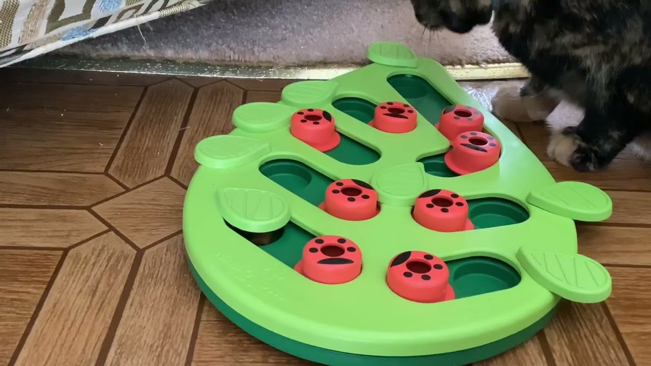 ￼ My cat playing with her new puzzle we got her￼