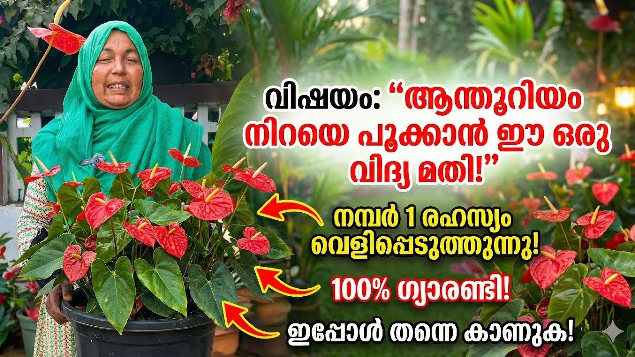 ആന്തൂറിയം നിറയെ പൂവിടാൻ ഇങ്ങനെ ചെയ്യൂ 👌🏻