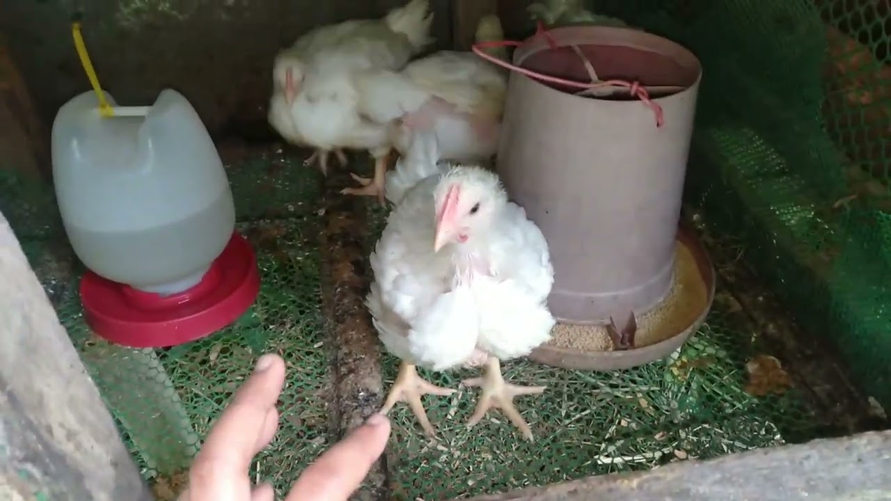 45days (broiler chicken) farming 