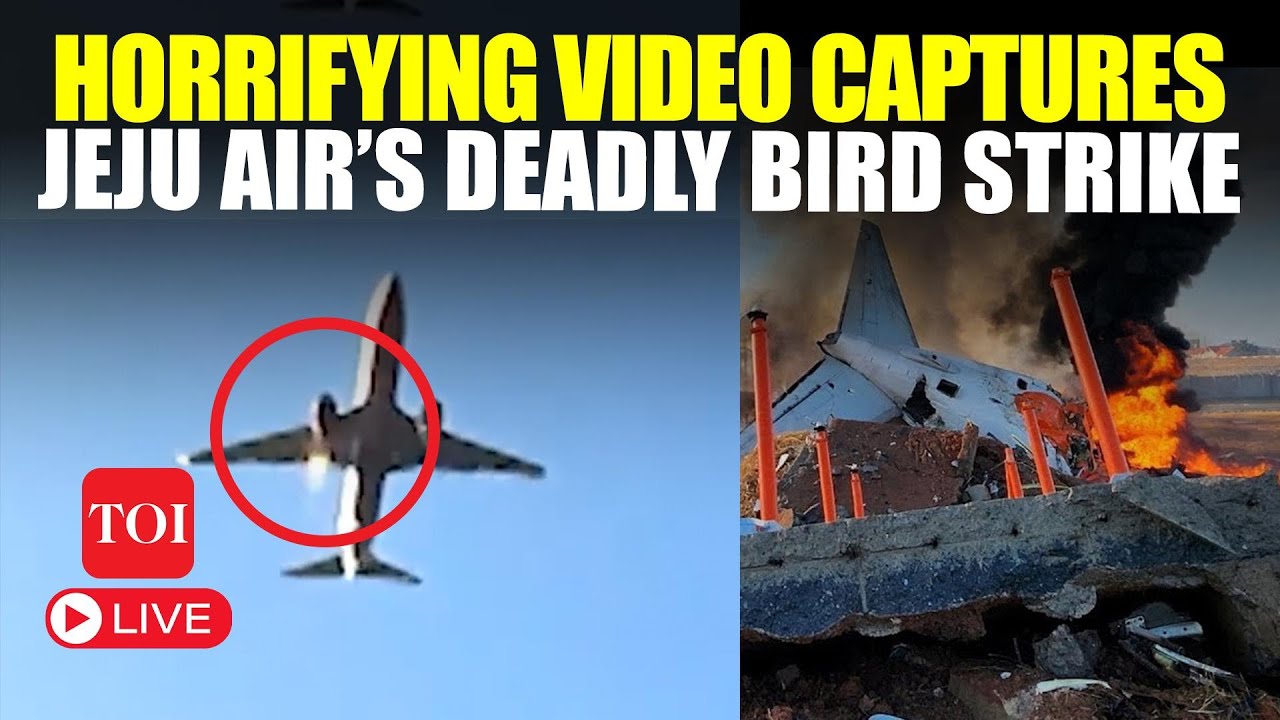 Jeju Air Tragedy LIVE | Shocking Bird Strike Captured on Camera Moments Before Tragic Crash | Watch