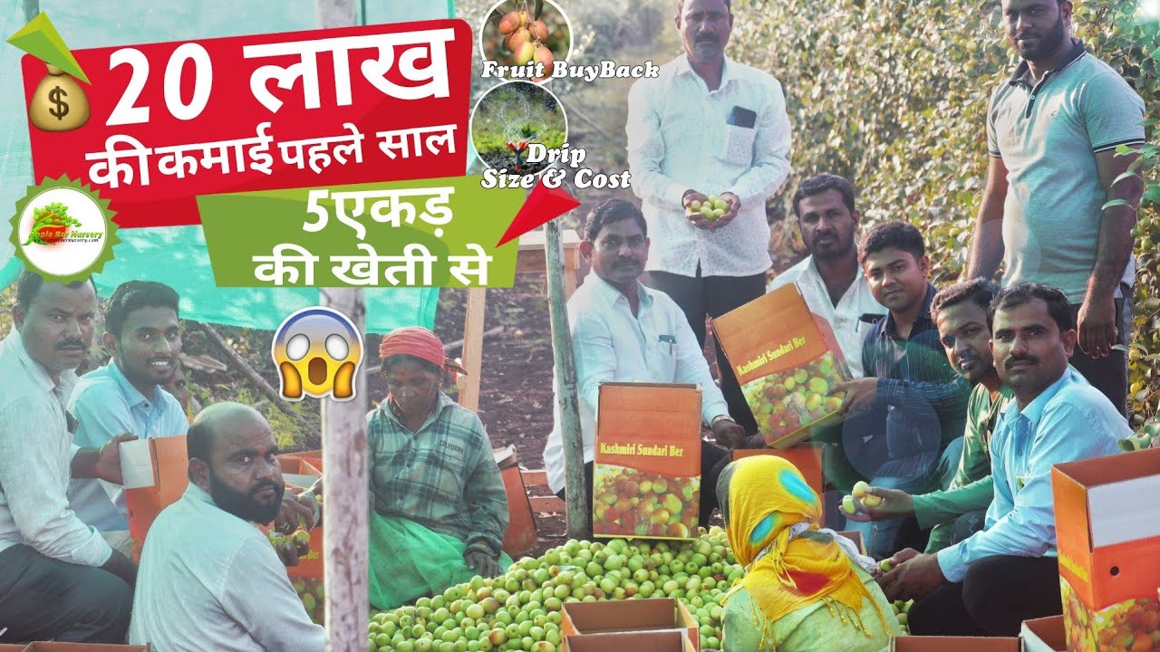 20 लाख की कमाई 5 एकड़ खेती से || 5 Acer Kashmiri & Ball Sundori Apple Ber Farming in Maharastra