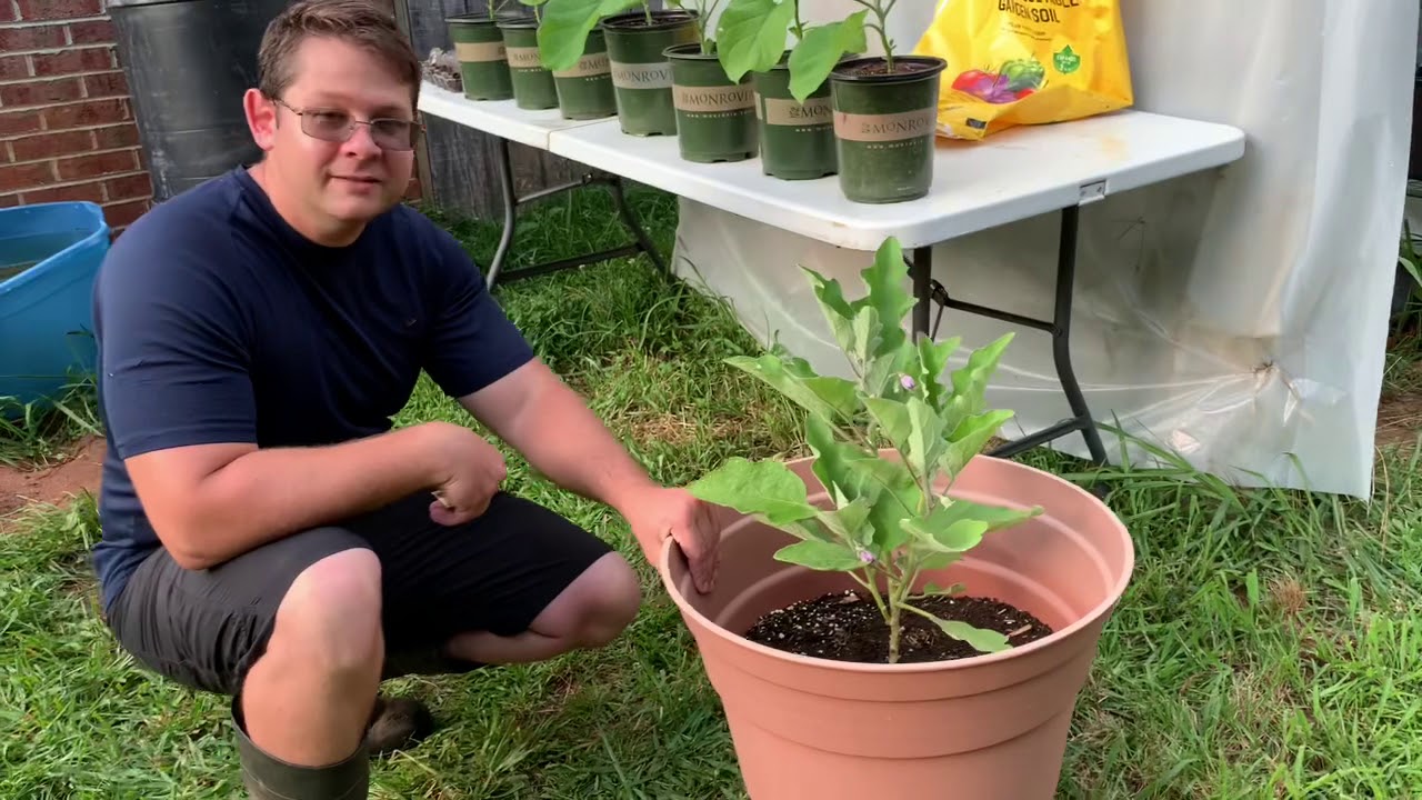How to grow eggplants in containers