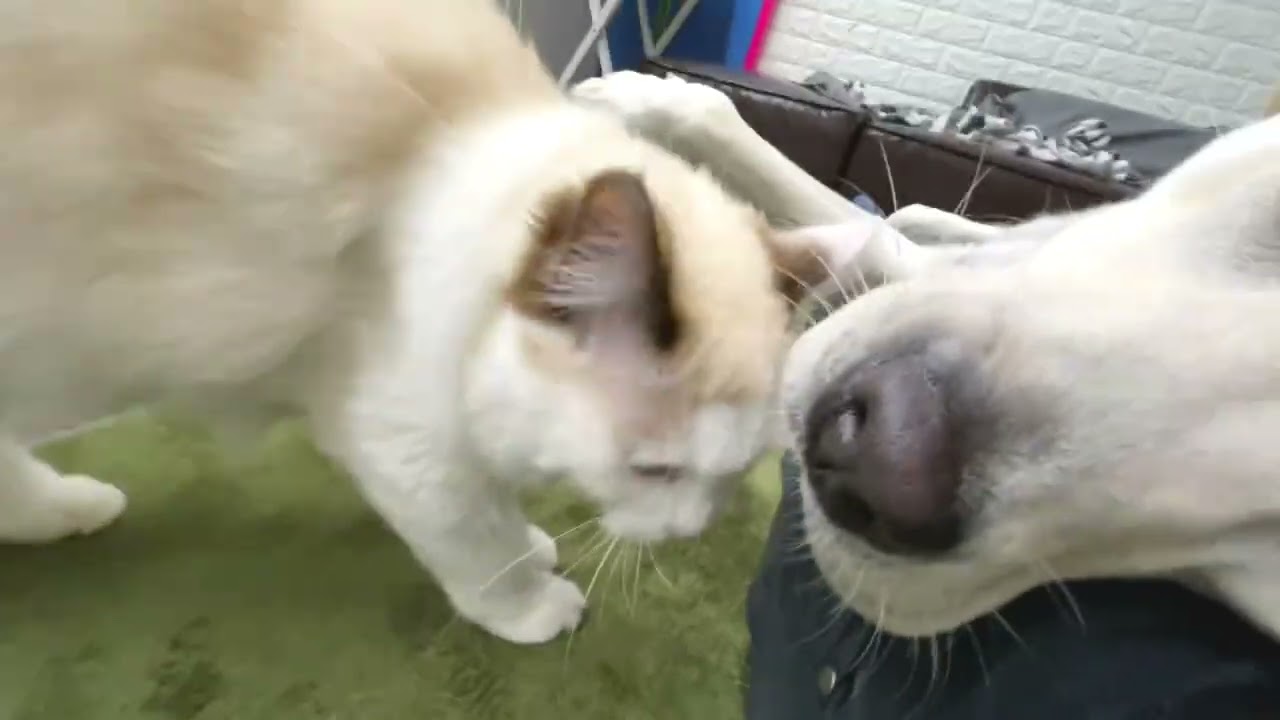 散歩帰宅した犬をチェックする猫すーちゃん