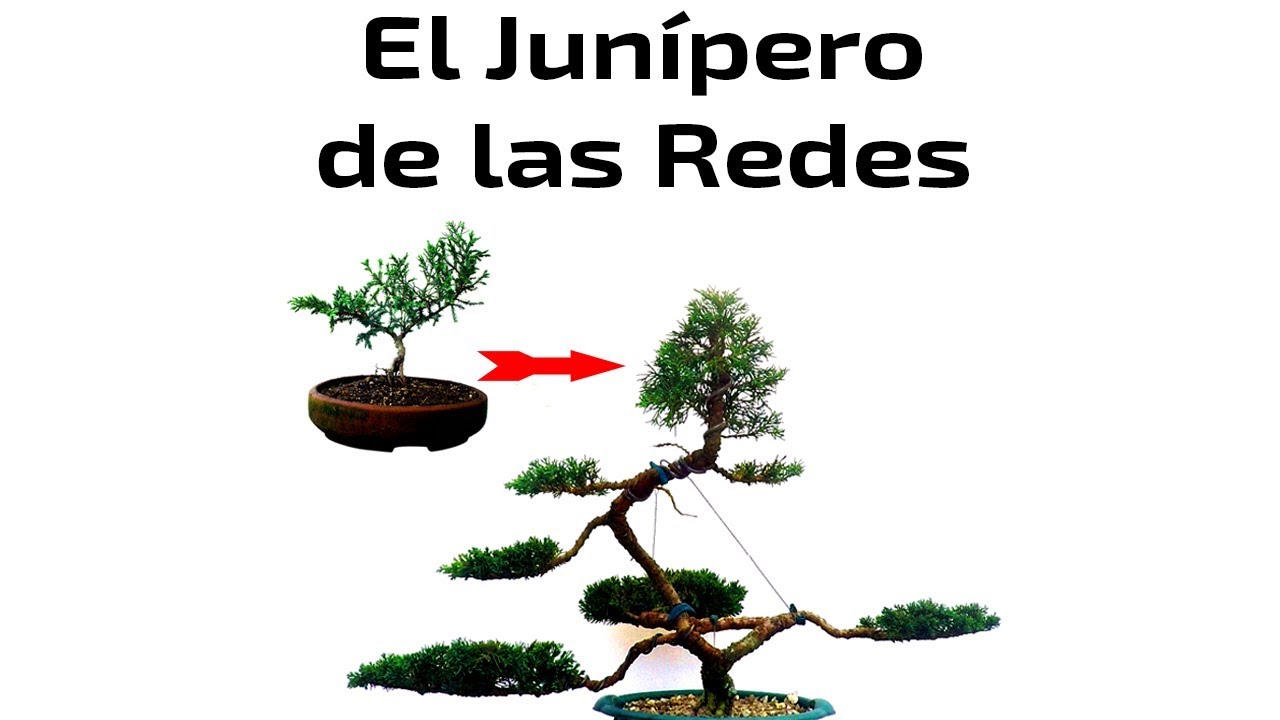 El junipero diseñado por ustedes 1 Año después