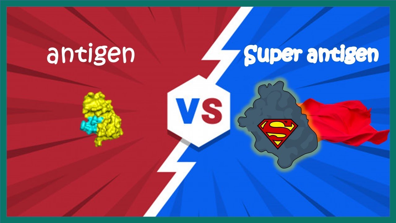 Antigens vs Super antigens
