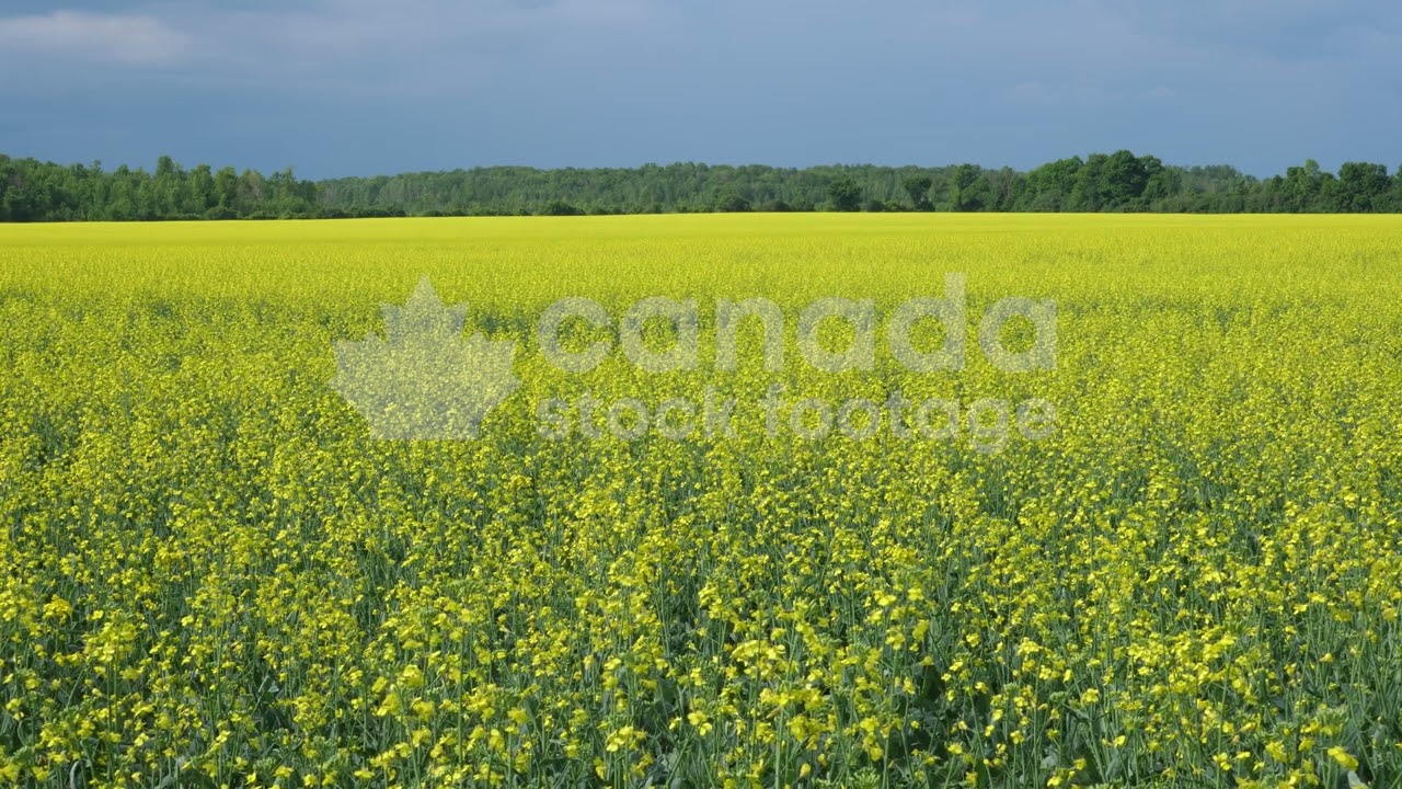 Rapeseed stock video. Sunny field of canola rapeseed with dark grey stormclouds. Ontario, Canada. 4K