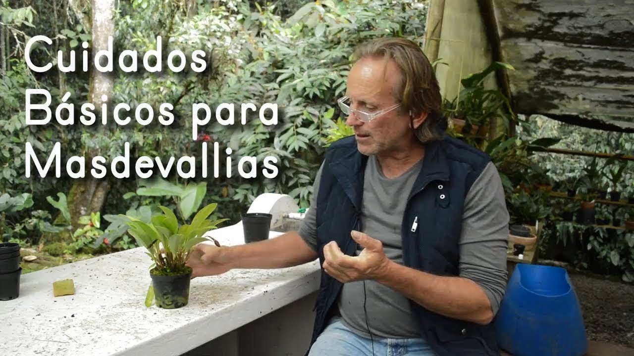 Cuidados para las Masdevallias | Limpieza - Corte - Resiembra