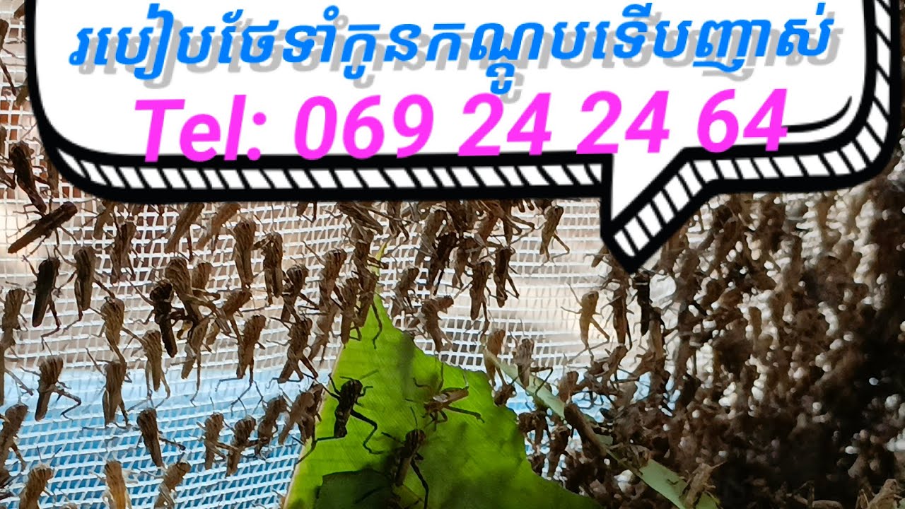 ការចិញ្ចឹមកណ្ដូប 012 (របៀបថែទាំកូនកណ្ដូបទើបញាស់)