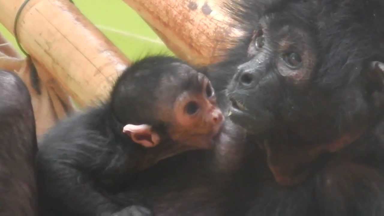 Baby Braunkopfklammeraffe - Baby Black-headed Spider Monkey - Munich Zoo