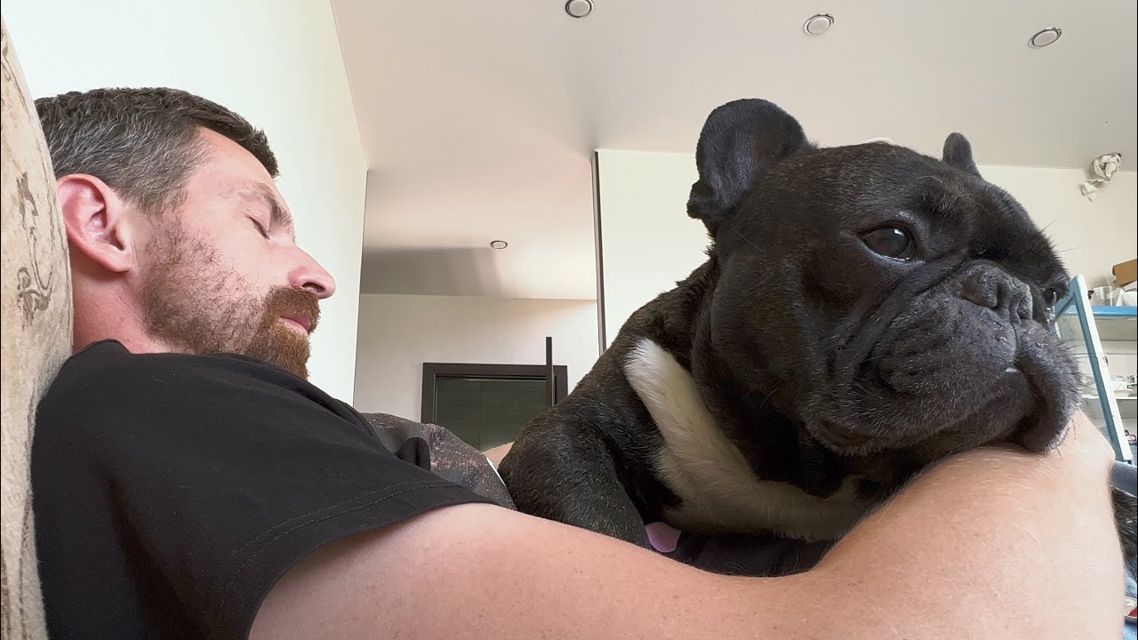 It was a glorious battle | French Bulldog defeated wild mountain ash in a fair fight