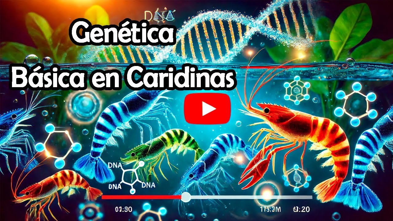 Descubre la genética de las gambas caridinas!!