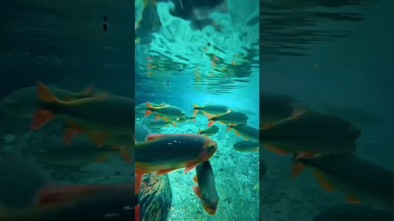 Welcome to Bonito, Brazil, Where Azure Waters call your name.