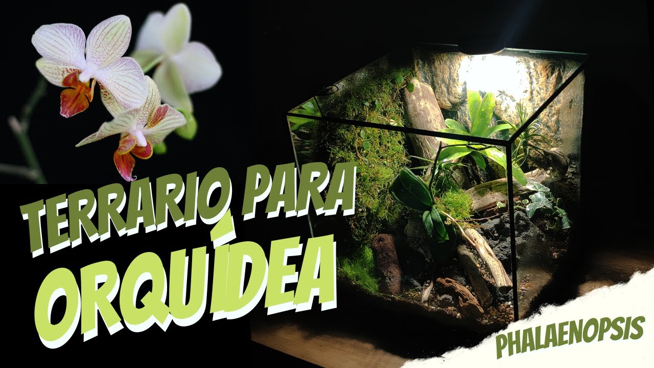 Terrario para ORQUIDEA PHALAENOPSIS