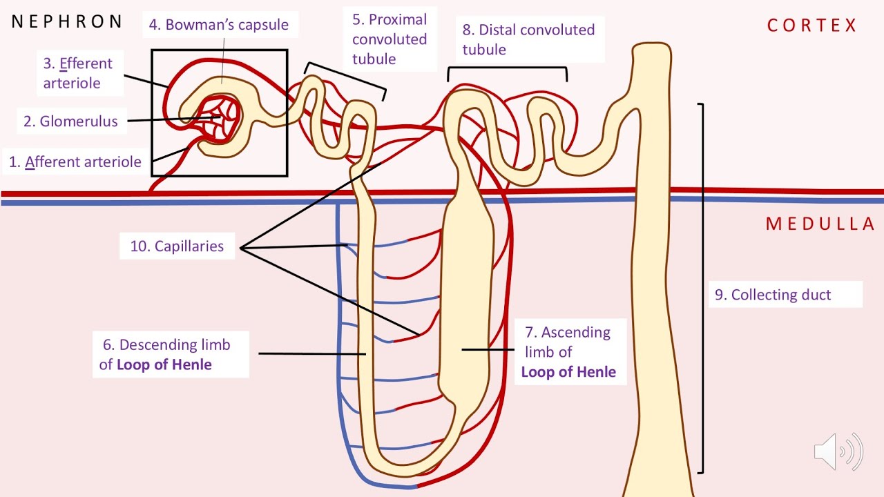 Kidney structure and function: A level biology (AQA)