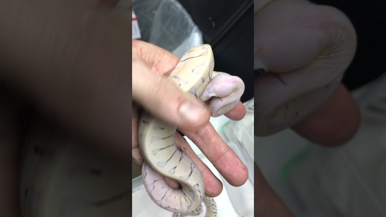 Super MicroScale scaleless Ball Python