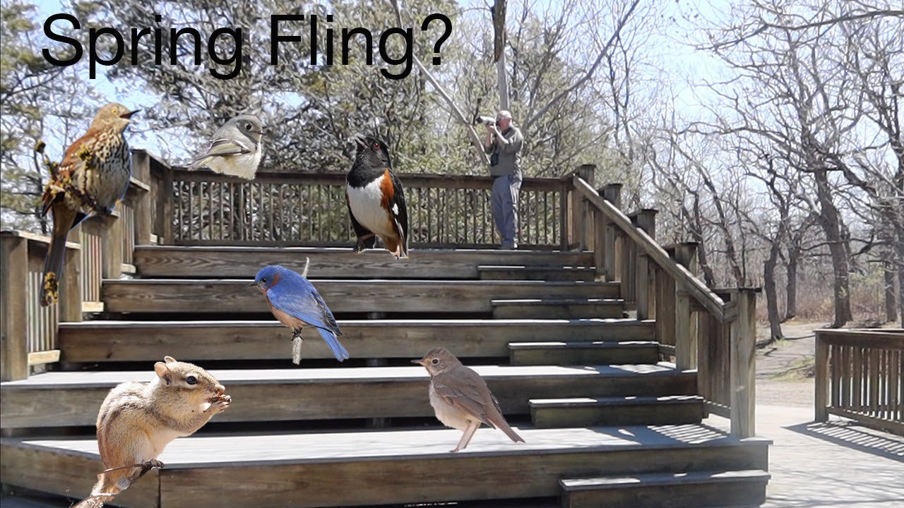 Mating Meadowlarks, Spring Songs, a Baby Eagle, a Crazy Kinglet, and More at Carpenter Nature Center