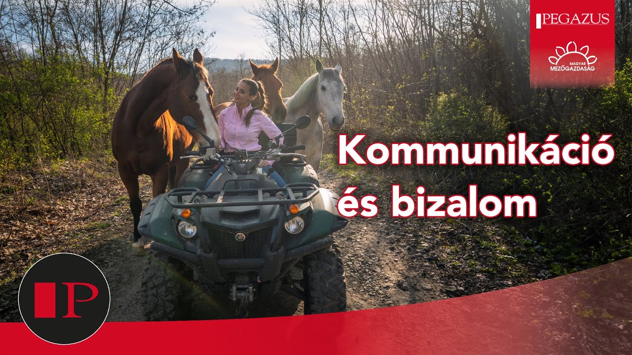 Tanítsd a lovad hozzád illő társsá! | Pegazus Online Magazin
