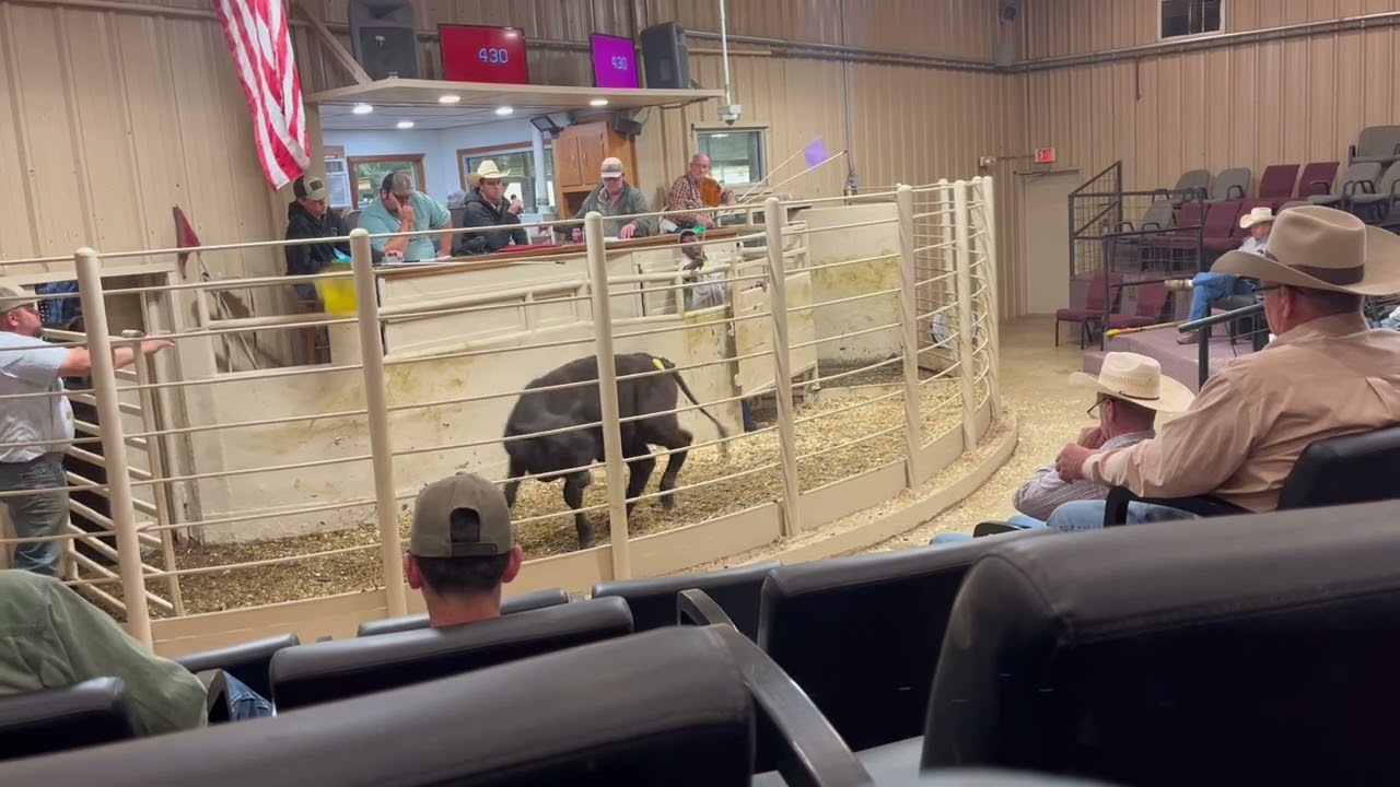 Livestock auction - Bidding increases in increments of a few dollars