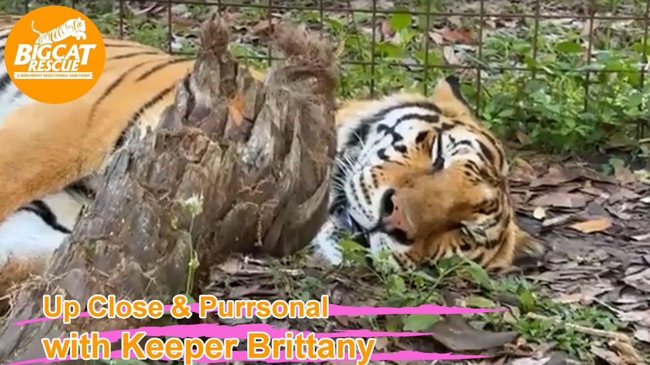 Big Cat Rescue LIVE Q&A with Brittany at Big Cat Rescue 03 02 2023