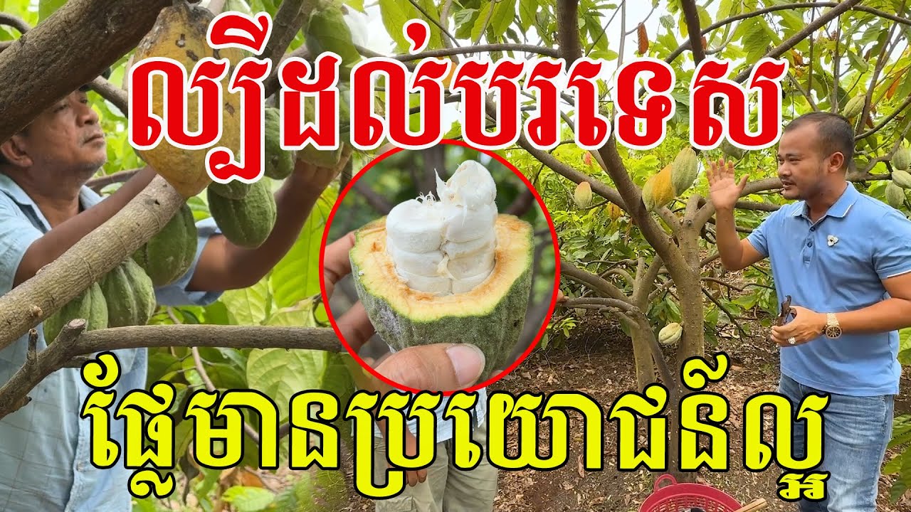 ល្បីដល់បរទេស ផ្លែនេះមានប្រយោជន៍ស្មានមិនដល់ ផលិតបានគ្រប់មុខ