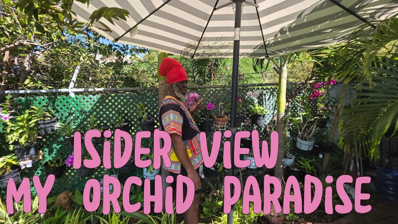 Caribbean Garden Living 🌴 Insider  View of My orchids -Filled Tropical Garden 