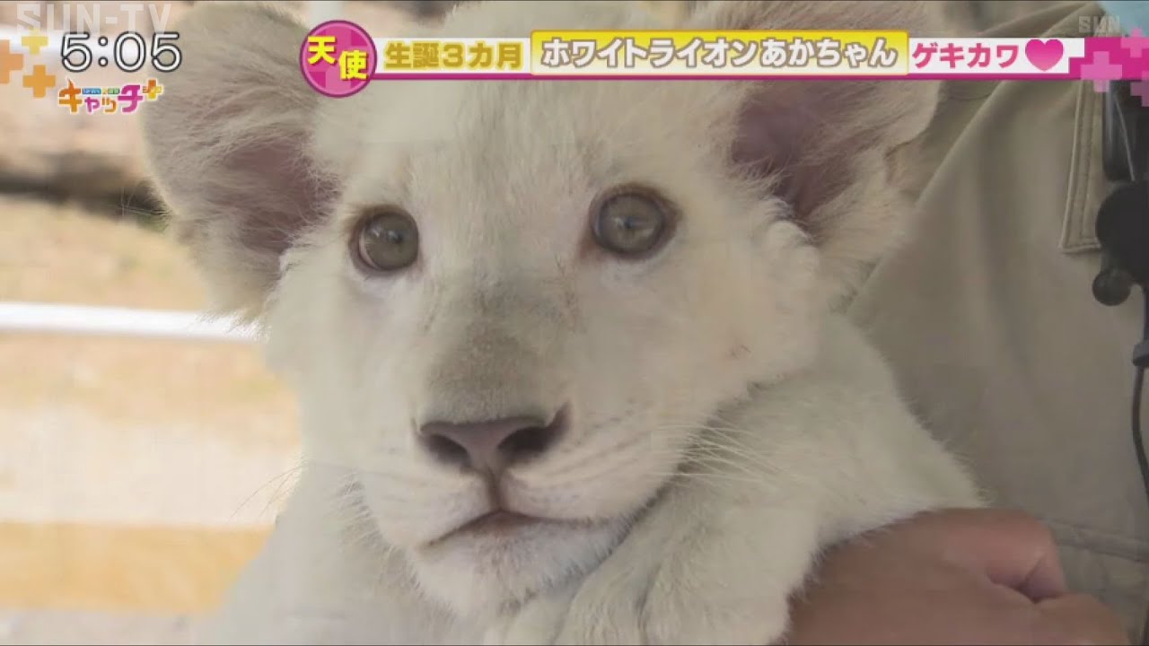天使！ホワイトライオンの赤ちゃん すくすく成長中