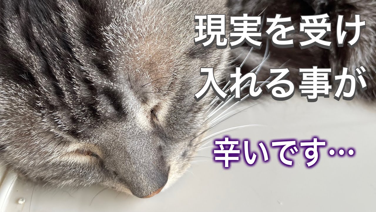 【老猫介護】それは突然やってきました